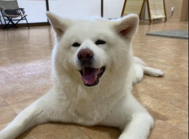 秋田犬